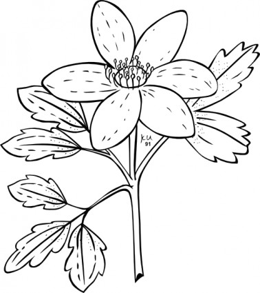 Ku anemone piperi anahat küçük resim
