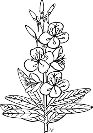 구 바늘꽃속 angustifolium