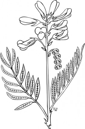 ku hedysarum boreale contorno clip-art