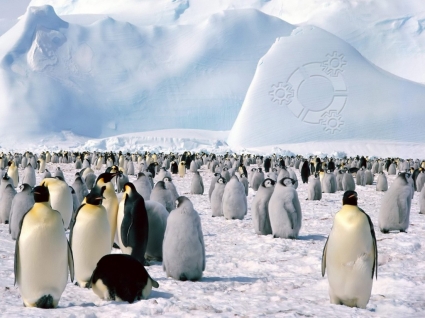 equipos de linux Kubuntu pingüinos wallpaper