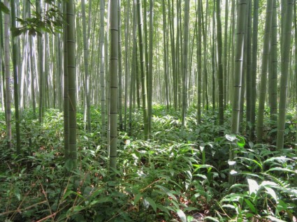교토 일본 대나무
