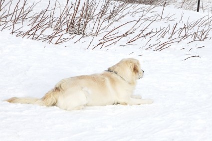 Labrador và tuyết