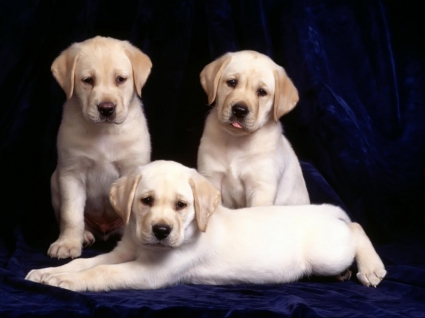 Tapety szczeniaki Labrador psy zwierzęta