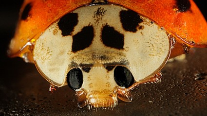 Lady bug wajah