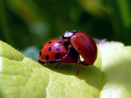 Ladybug Beetle Insect