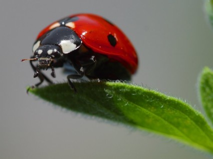 rojo de mariquita escarabajo