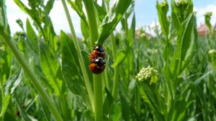 ladybug bug rumput