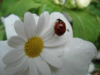 Ladybug Nature Pets