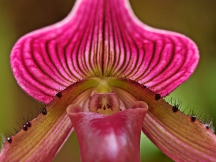 ladyslipper orchid wallpaper bunga alam