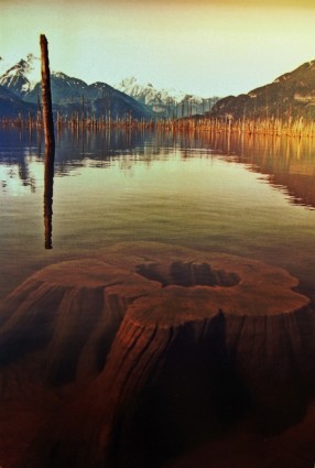 água de tronco de árvore do lago