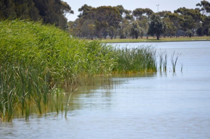 ทะเลสาบกับ reeds