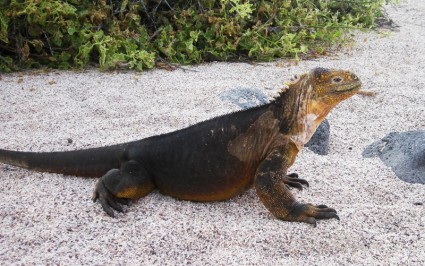 ثانيا iguana الأراضي