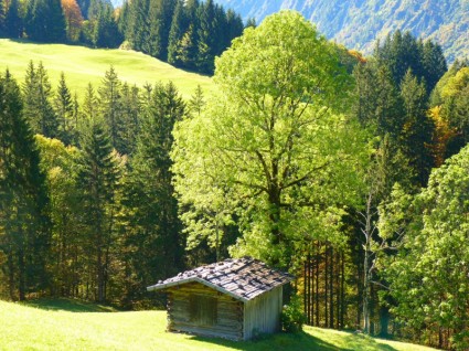 小屋の景色の木
