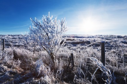 lanskap dengan hoar frost