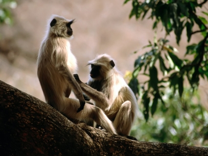 Langur Monkeys Wallpaper Other Animals