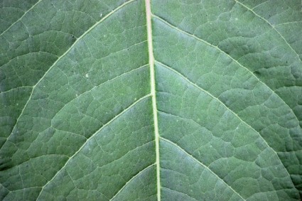 большой зеленый лист