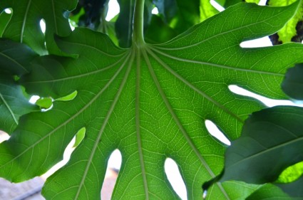 큰 녹색 잎