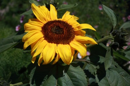 duży kwiat słonecznika