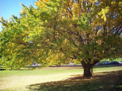 großen Baum im park