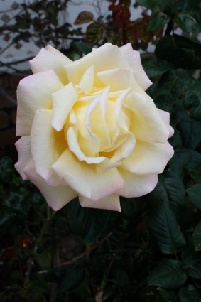grande fioritura rosa bianco