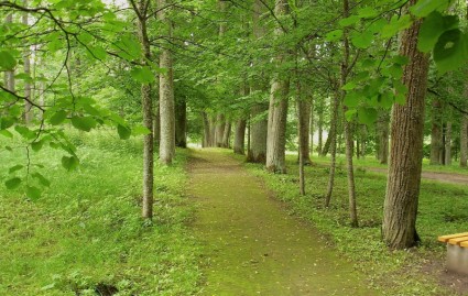 Латвия лесных деревьев