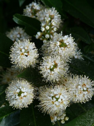 Laurel blossom laurel tumbuhan