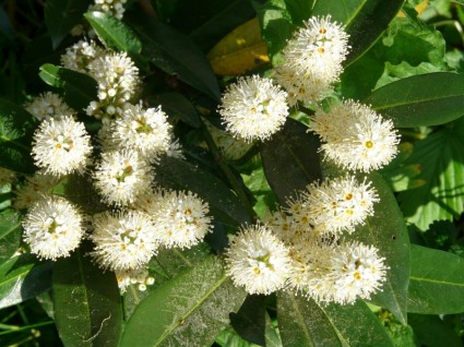 planta de laurel de flor de laurel