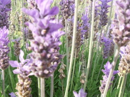 Lavendel-closeup