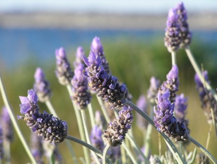 Lavendel-closeup
