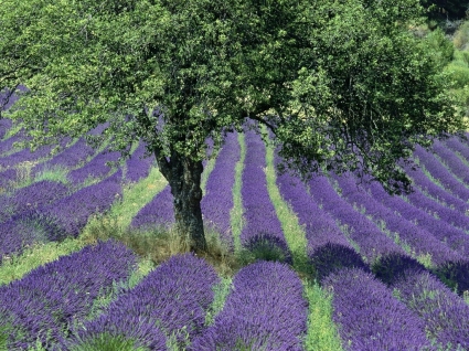 Lavender bidang wallpaper bunga alam