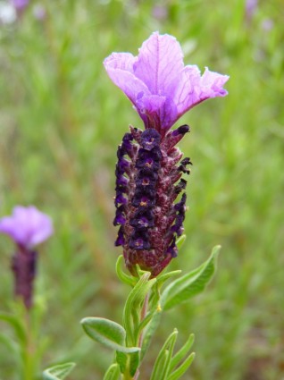 púrpura de flor de lavanda
