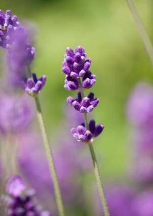 ラベンダーの花紫