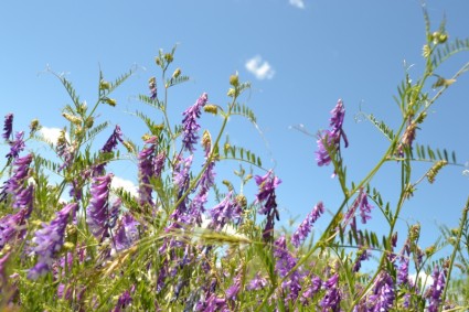 Lavendel Blumen Blume