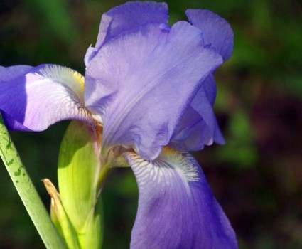 Hoa oải hương iris