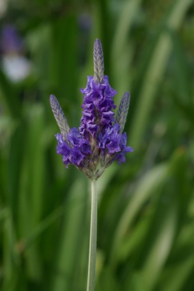 Lavendel Lavandula Multifida Lippenblütler (Lamiaceae)