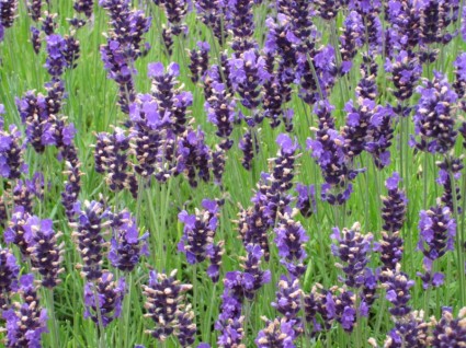 Lavender ungu lavender bunch