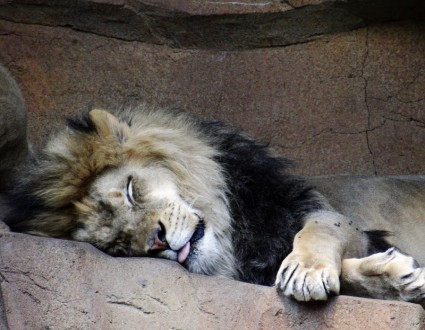 lion paresseuse