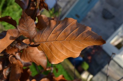 feuilles en automne