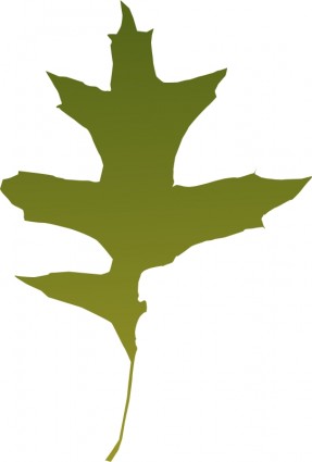 daun oak hijau