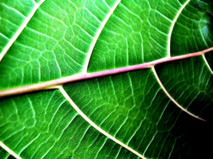 feuille structure papier peint plantes nature