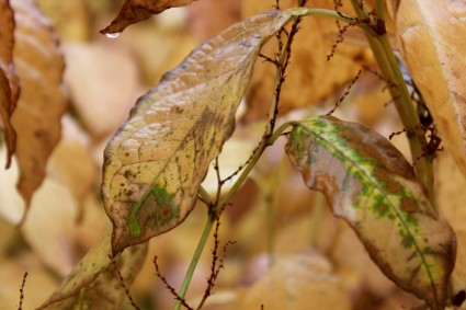 brunissement des feuilles