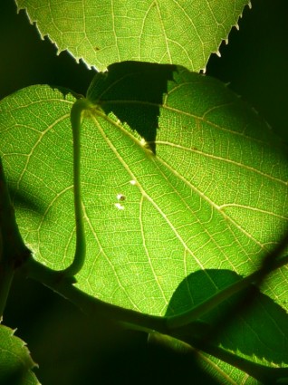 лист вены linde дерево