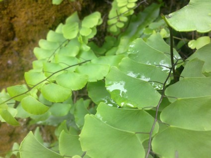 Leaf Water Nature