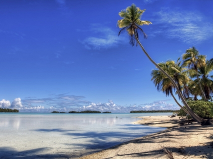 Leaning Palm Wallpaper Beaches Nature