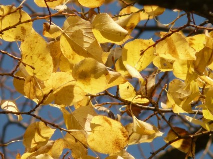 foglie d'autunno caduta foglie