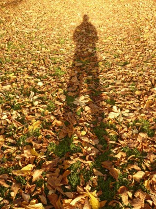 葉の秋の影