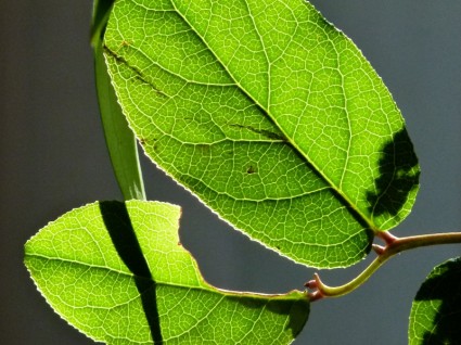 foglie di retroilluminazione verde