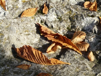 fallen Blätter braune Belaubung