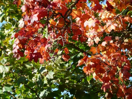 著色秋天的樹葉