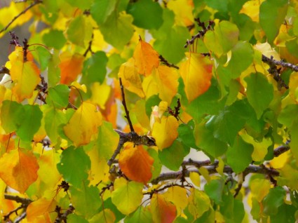 chute des feuilles coloré couleur